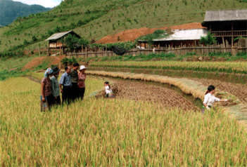 Trong sản xuất nông nghiệp, diện tích lúa mùa đạt 169,5 ha, tăng trên 12 ha, tổng sản lượng lương thực có hạt đạt 1.443 tấn.